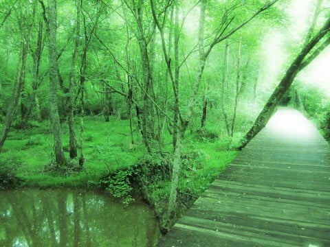 Wetlands On Sandy Creek