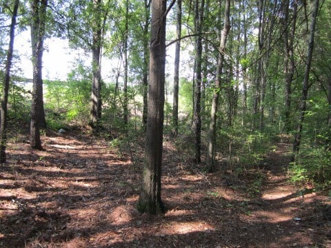 Wooded Running Trail