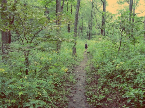 Appalachian Trail Daisy Field