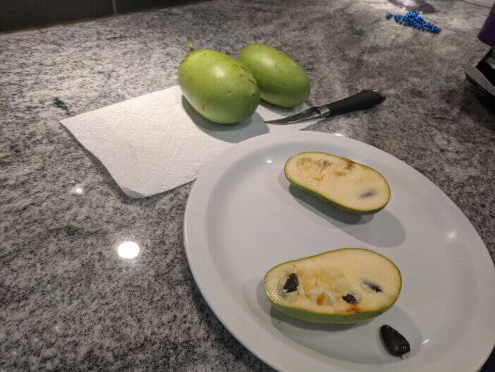 Finding & Eating Paw Paw Fruit 2