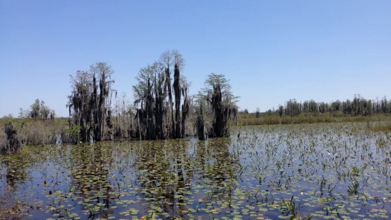 Visiting Okefenokee National Wildlife Refuge