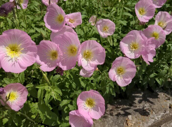 3 Reasons Why Gardening Is Underrated