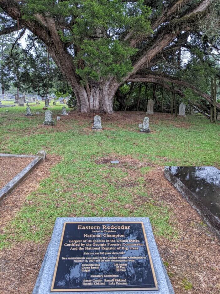Eastern Red Cedar Champion Tree