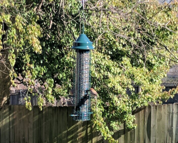 Bird Feeder