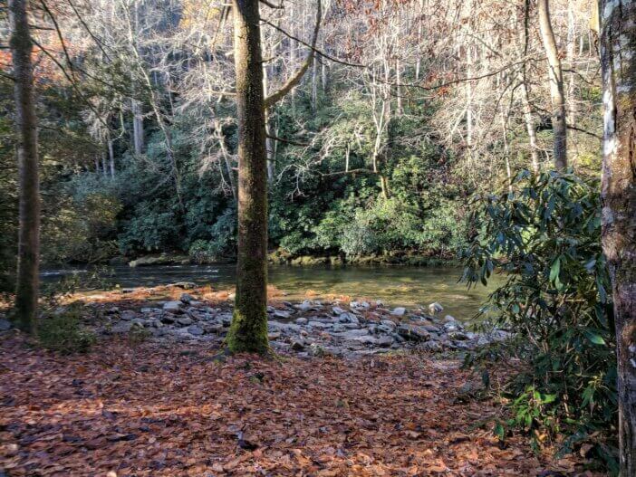 Forest on the Chattooga River