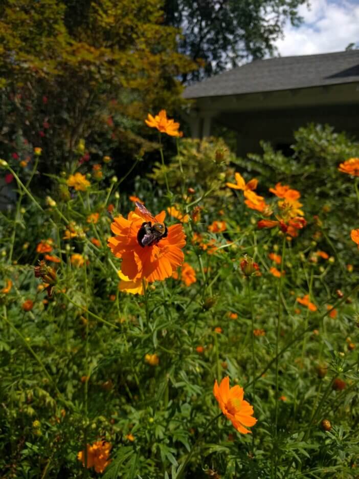 Bee Pollinating Native Plants