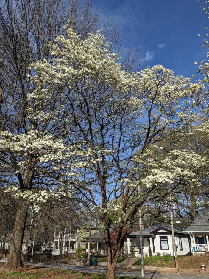 Dogwood