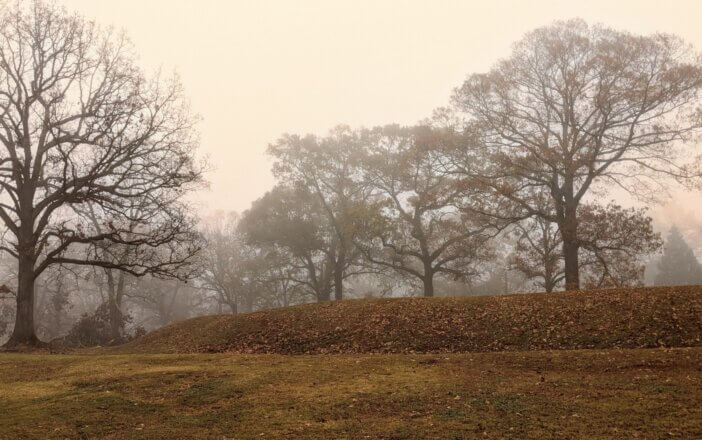 Oaks on a foggy late fall morning