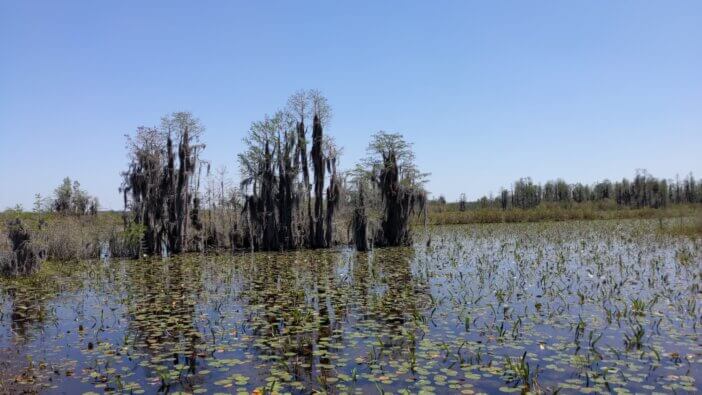 Prairie at Okefenokee National Wildlife Refuge