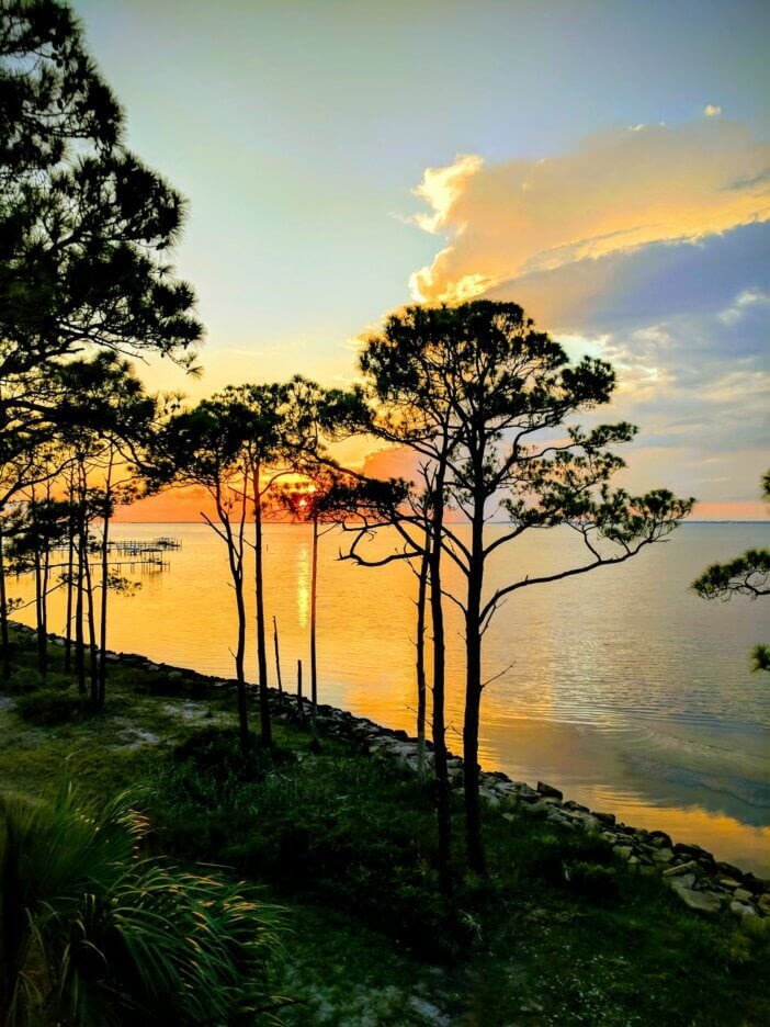 Pine Trees at St George Island, Florida