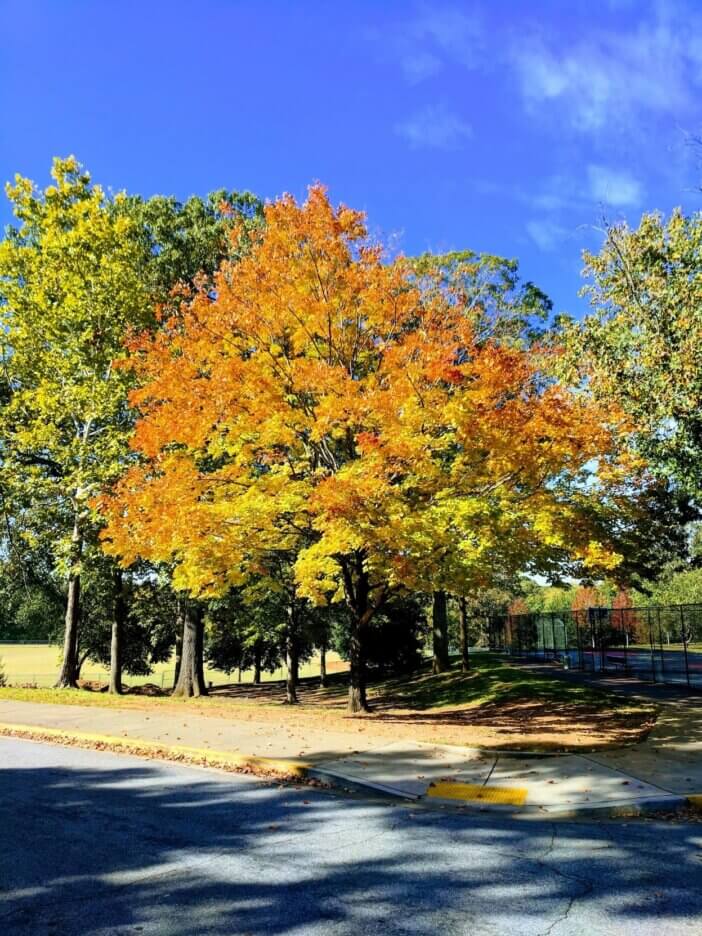 The maple in Grant Park in #atlanta that always shows off