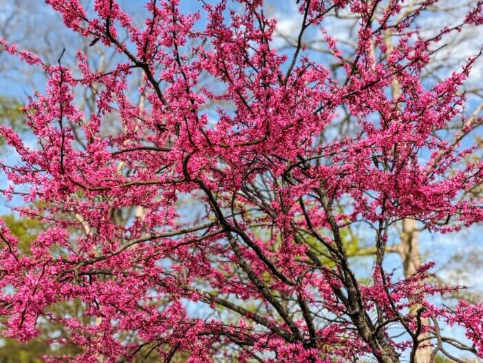 Blooming Pink Tree