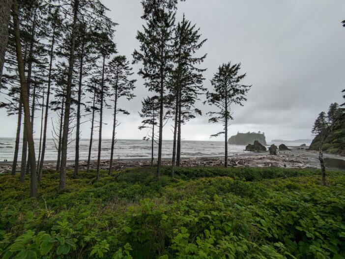 Coastal Forest View