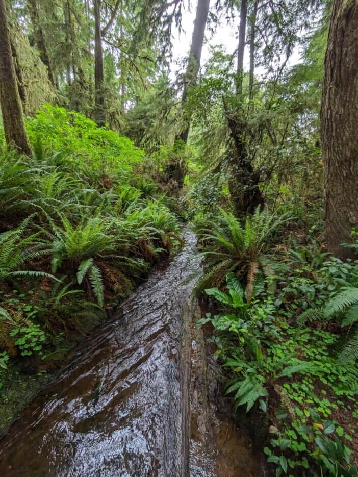 Forest Stream