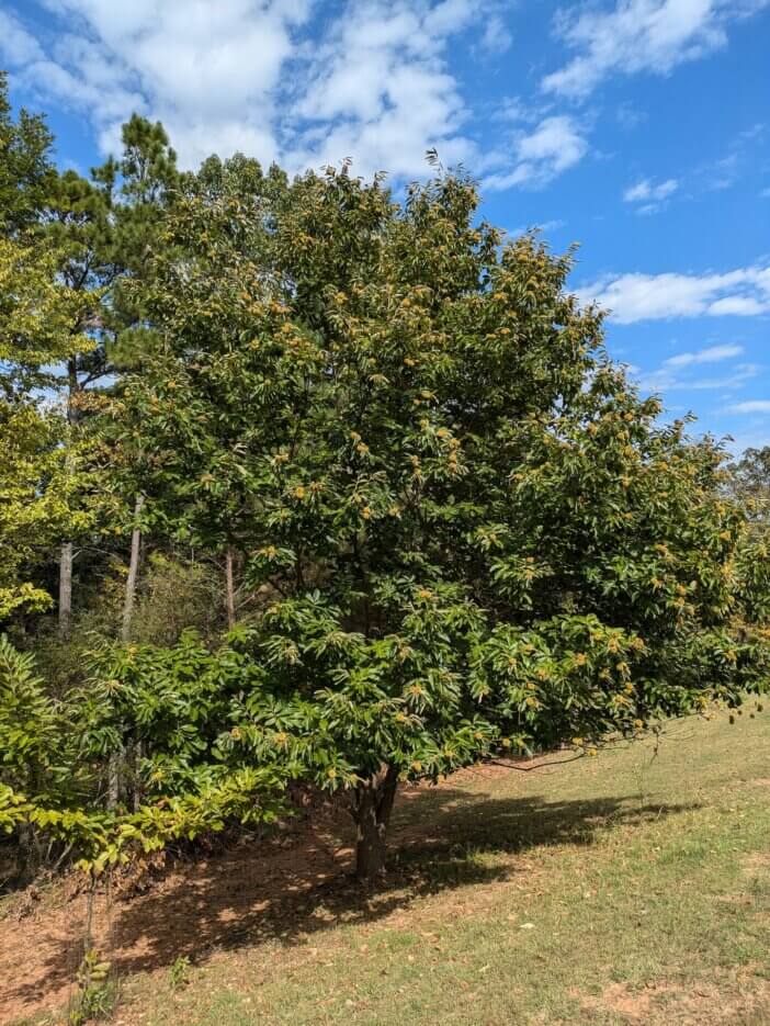 Chestnut_Tree_20241015_183213260