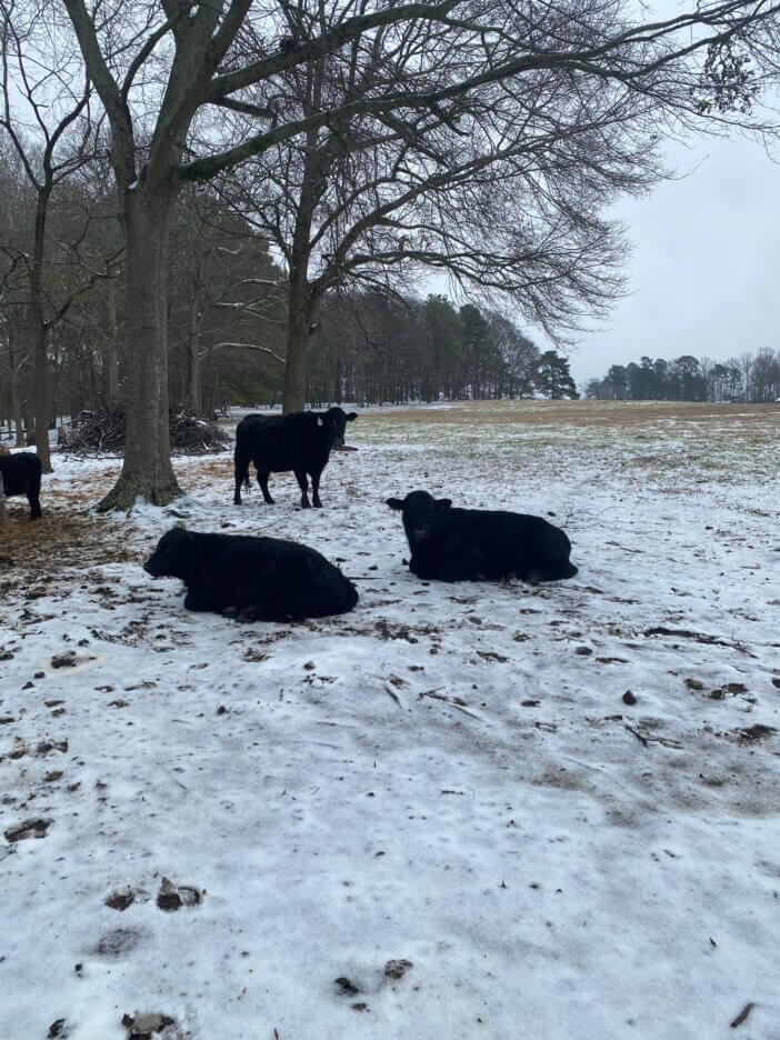 Cows Chillin’ in the Snow