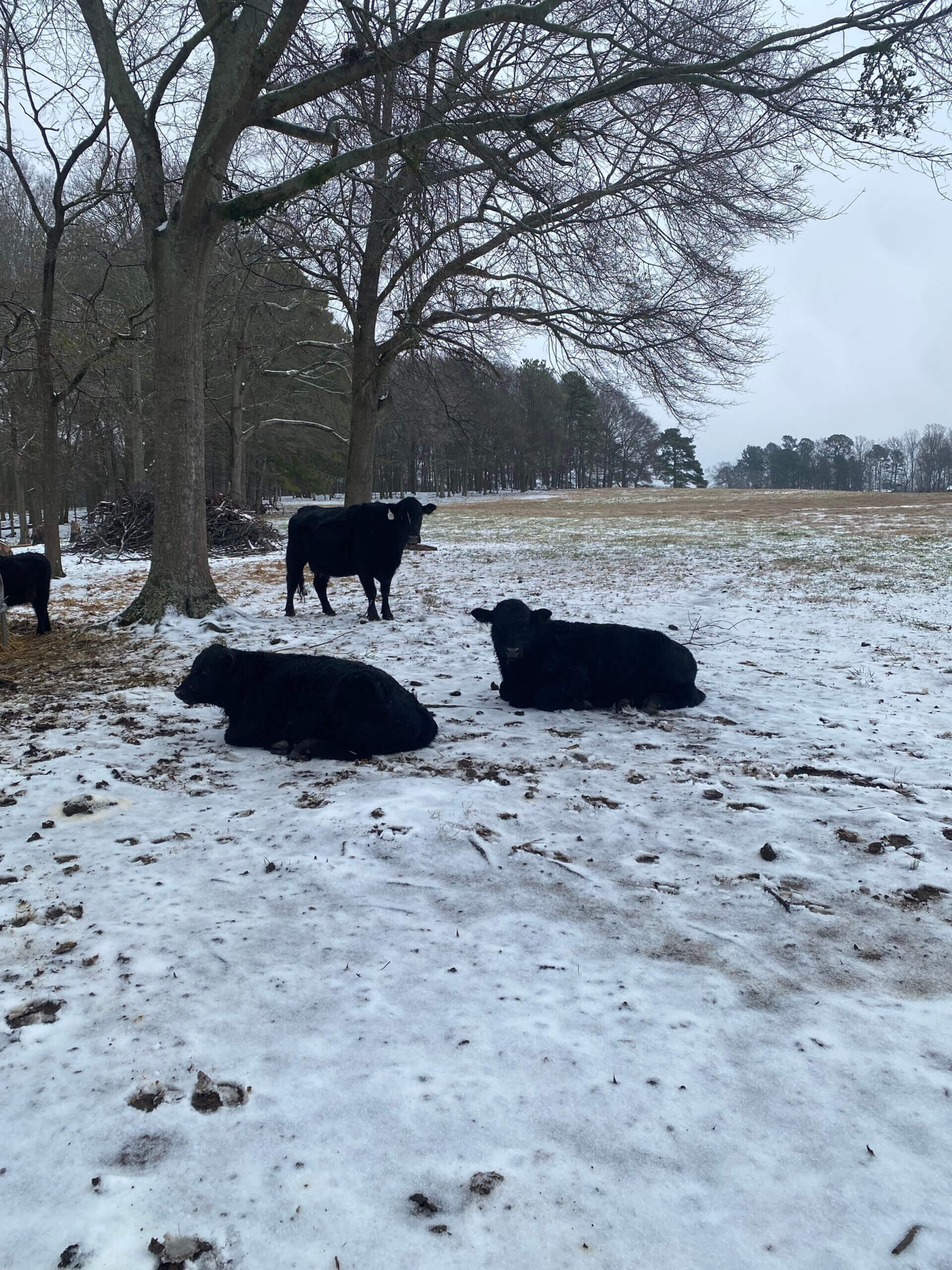 Cows Chillin' in the Snow 1