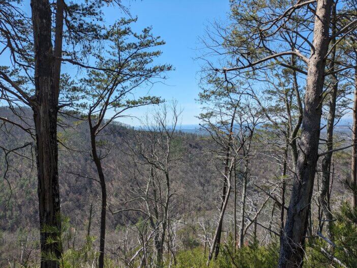 5 Notes On the Cohutta Wilderness 2