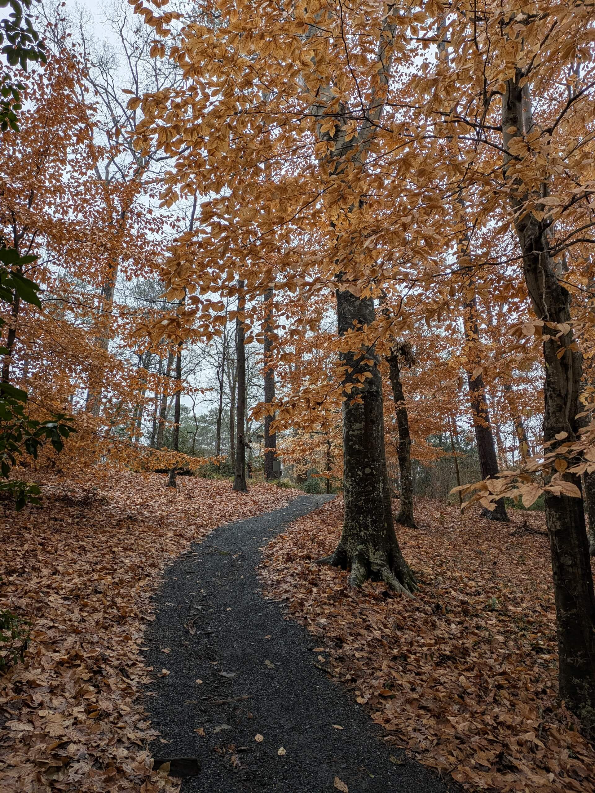 Beech Grove at Atlanta History Center 1