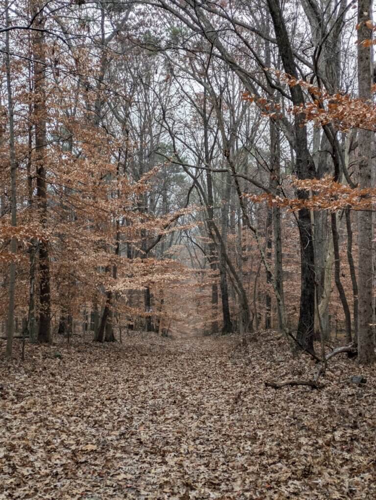 Trail at Lake Charlotte Nature Preserve