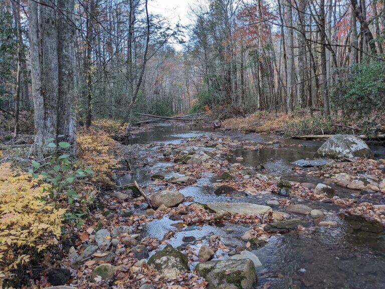 Conasauga River in Late Fall