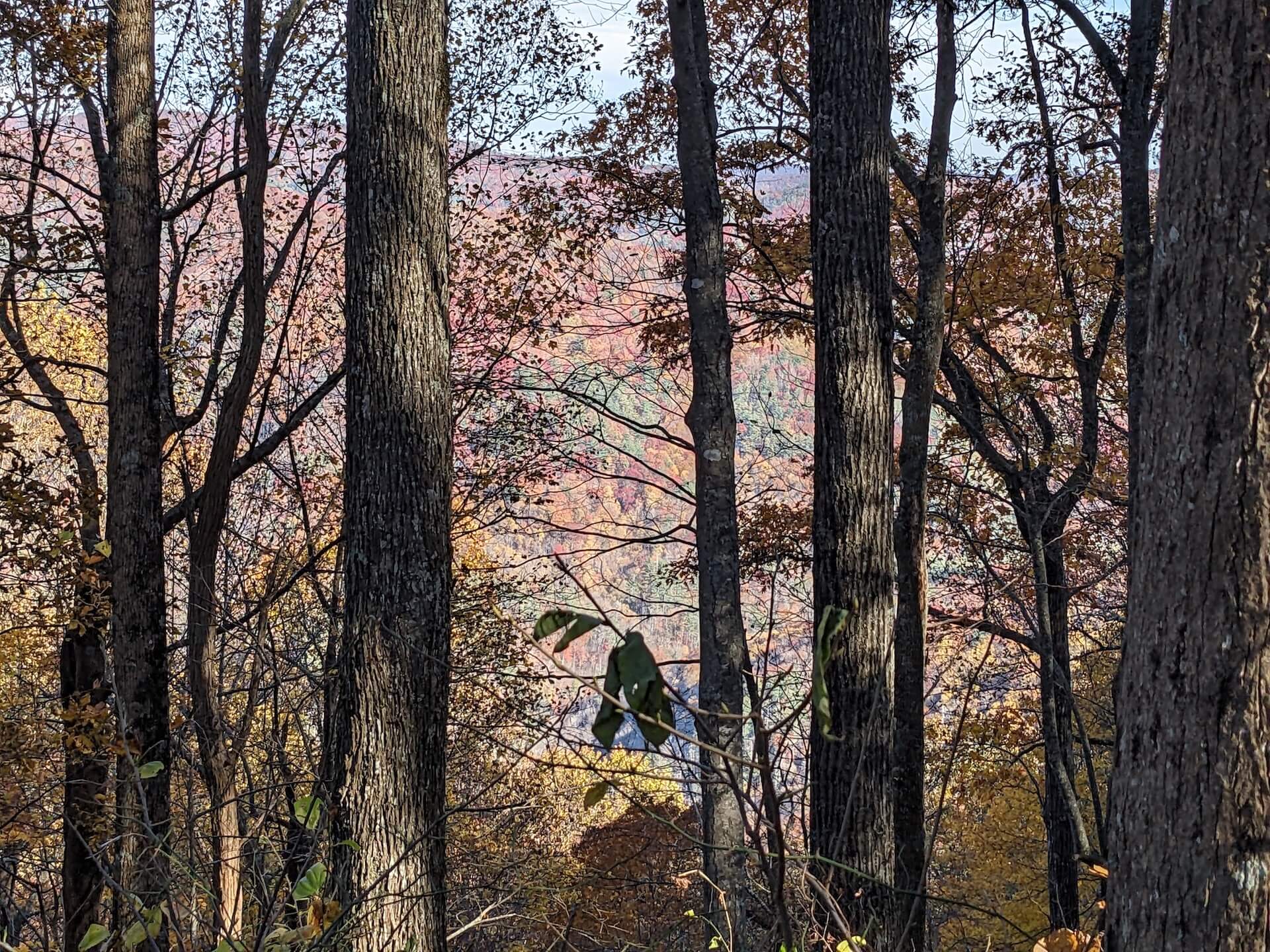 Autumn in the Cohutta Wilderness 1