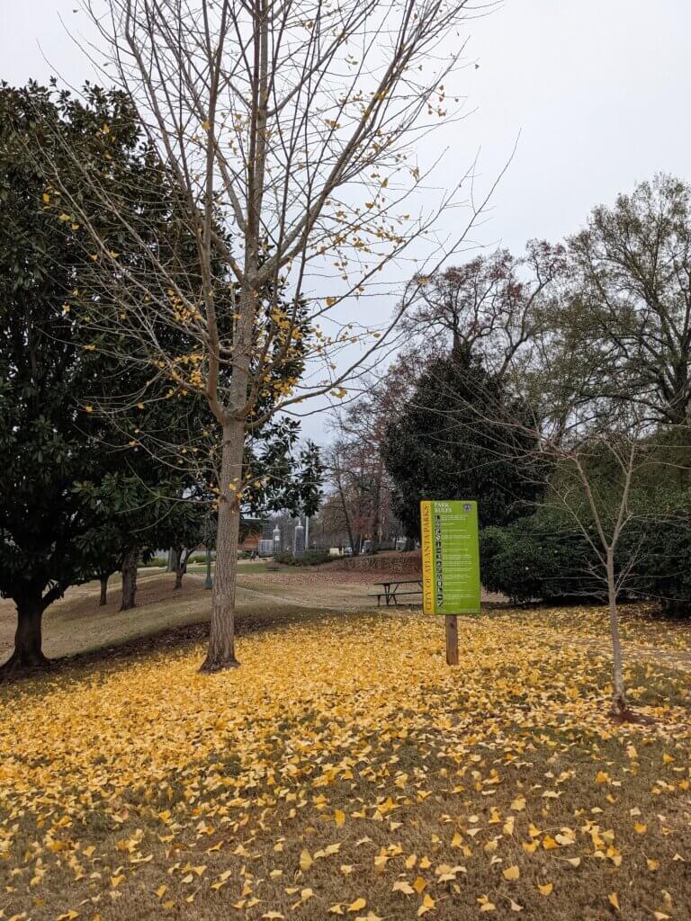 Ginkgo Tree Carefully Dropping Leaves