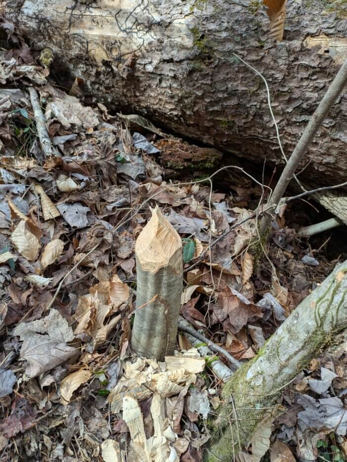 A Beaver Chewed Stump