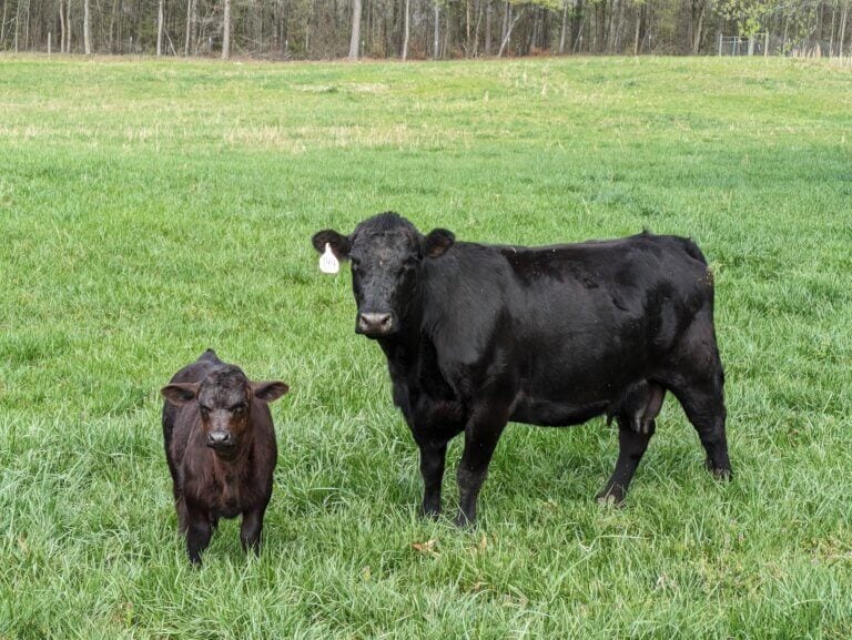 My Cows Just Chillin’