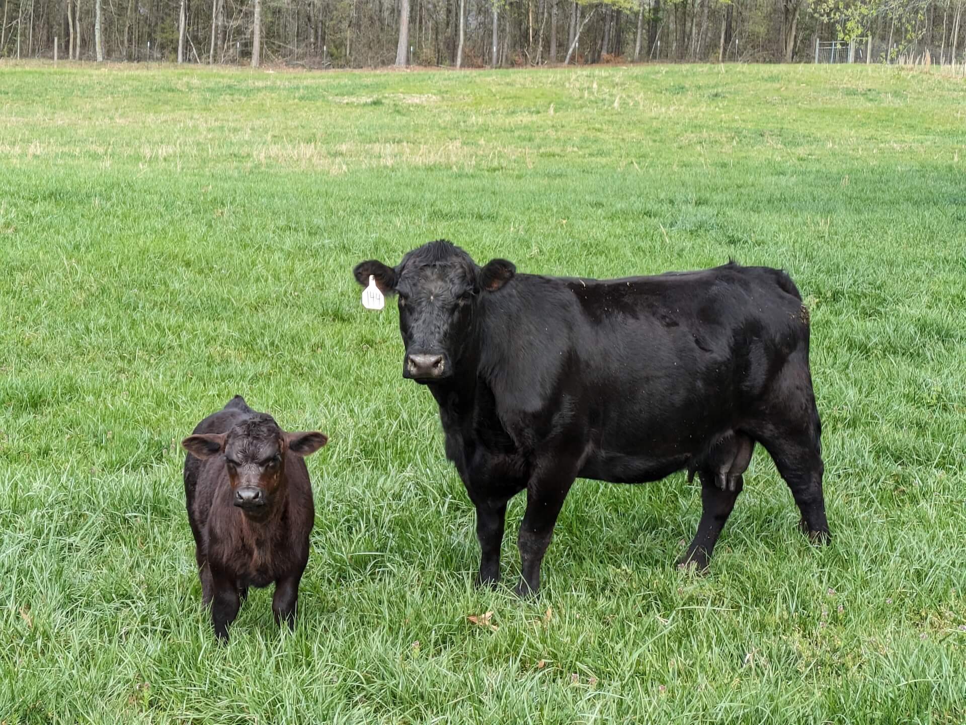 My Cows Just Chillin' 1