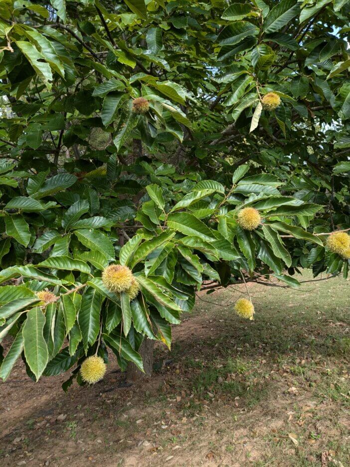 chestnut_tree_with_burrs