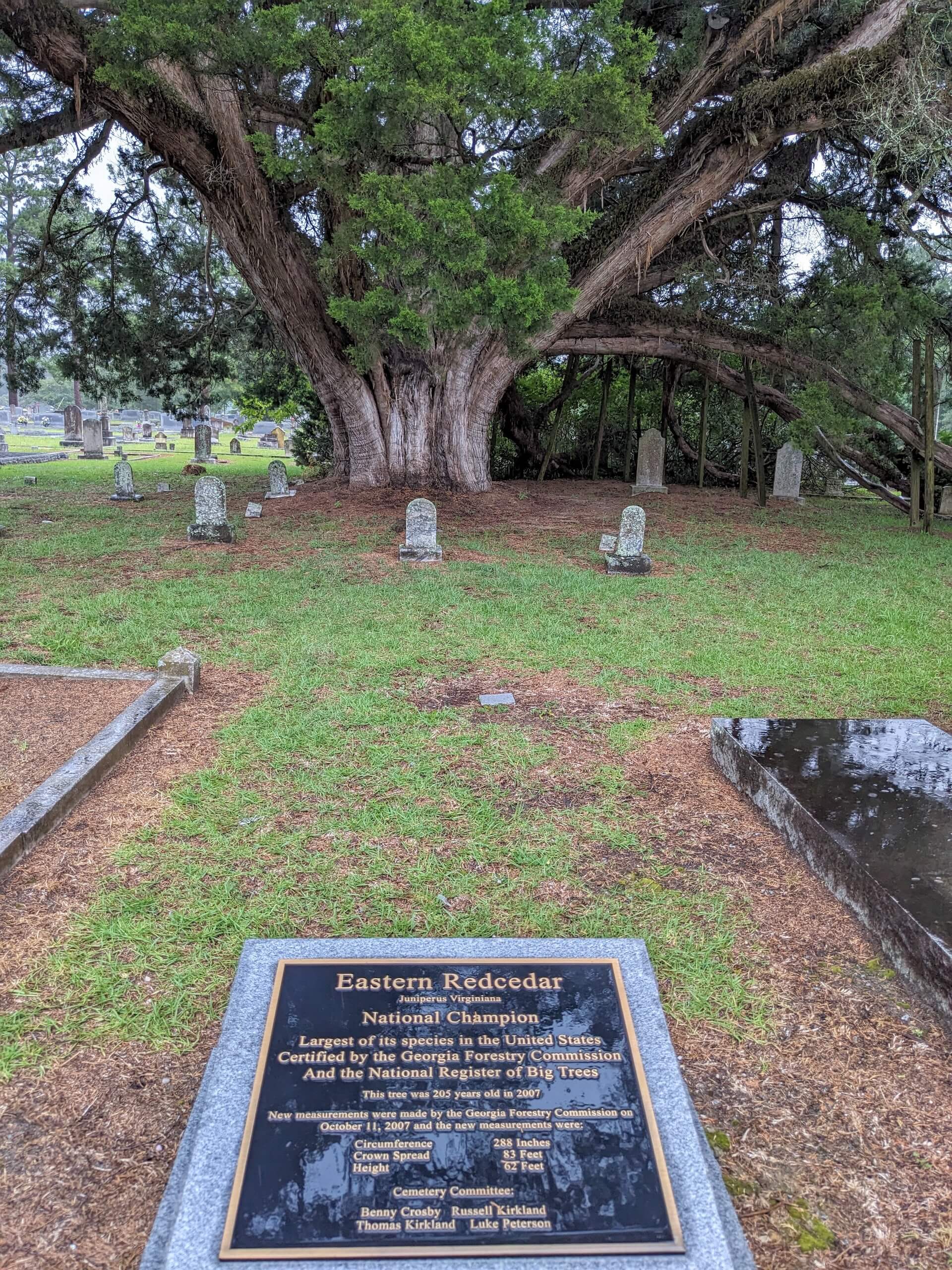 Champion Eastern Redcedar 1