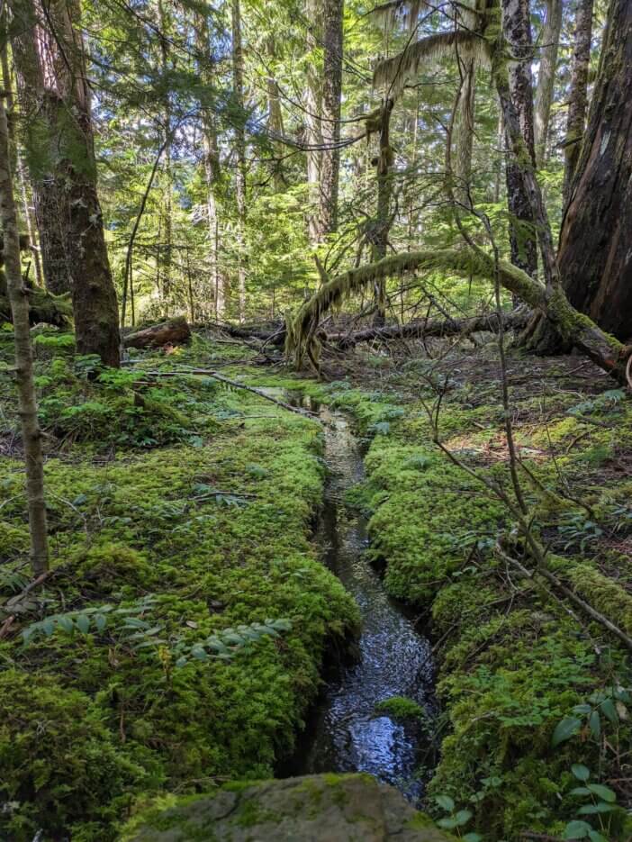 Mossy Creek on the Kalaloch Trail in Olympic National Park