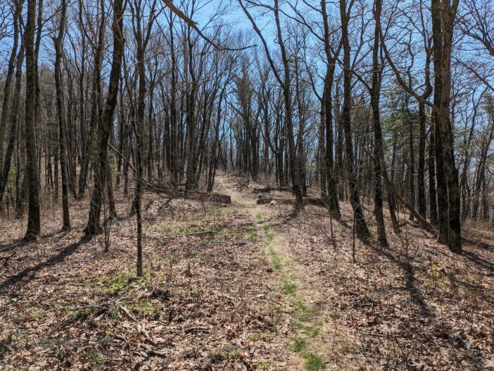 Hickory Ridge Trail in the Cohutta Wilderness