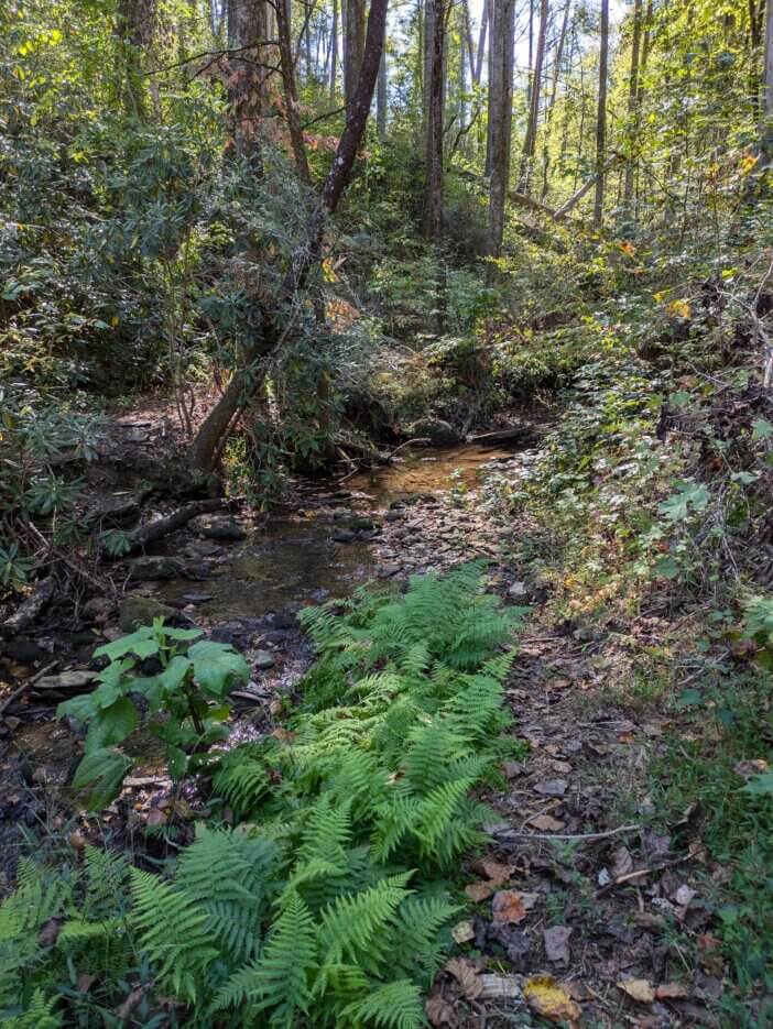 Small Creek in Southern Appalachians
