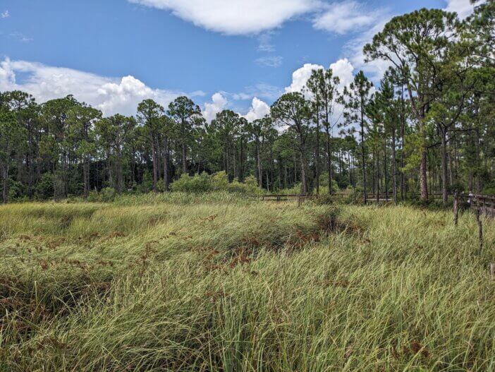Pine Flatwoods at the Apalachicola National Estuarine Research Reserve