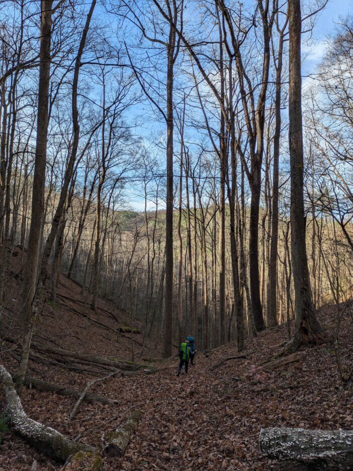 Cove on Chestnut Lead Trail in the Cohutta Wilderness