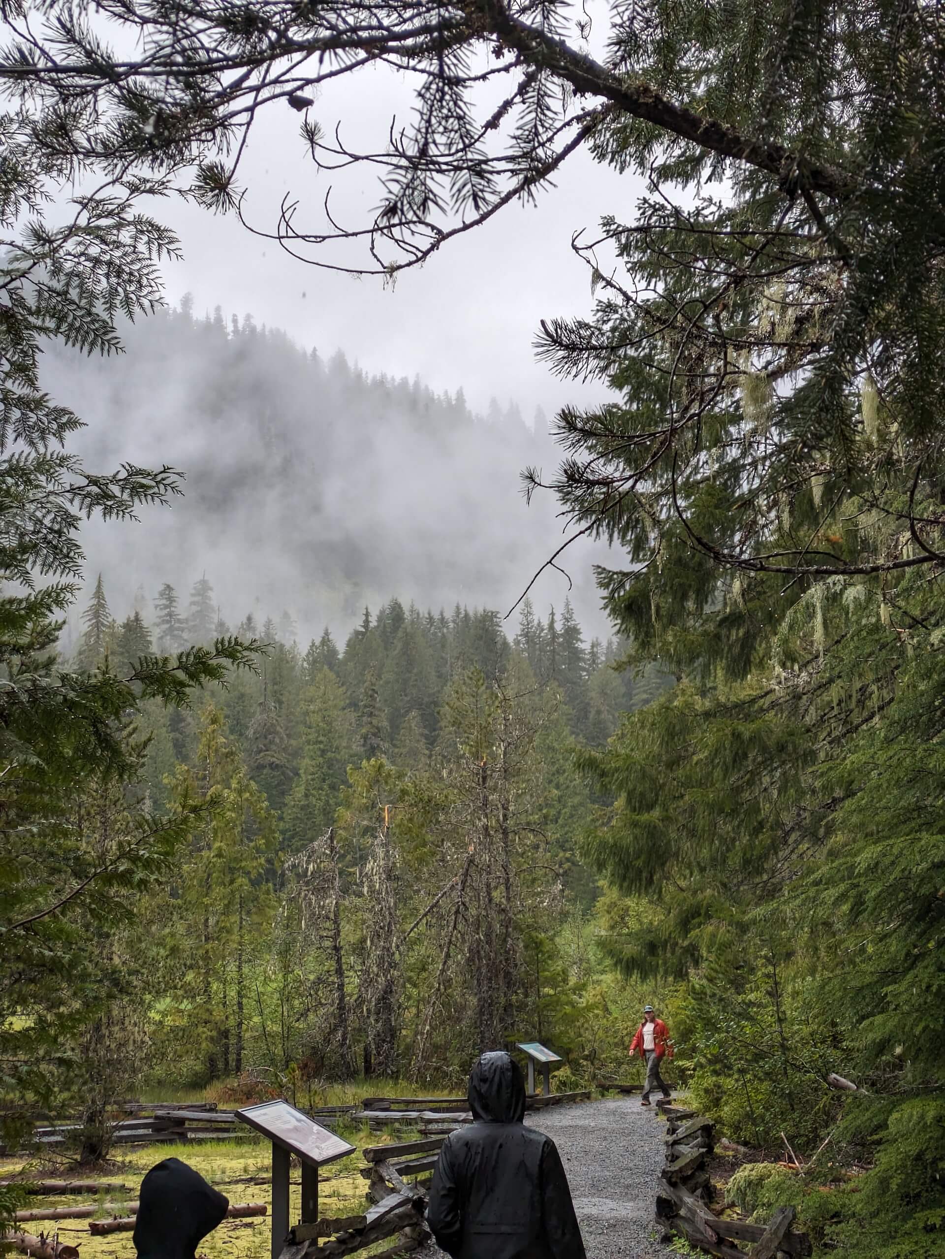 Walking on the Longmire Trail in Mount Rainier National Park 1