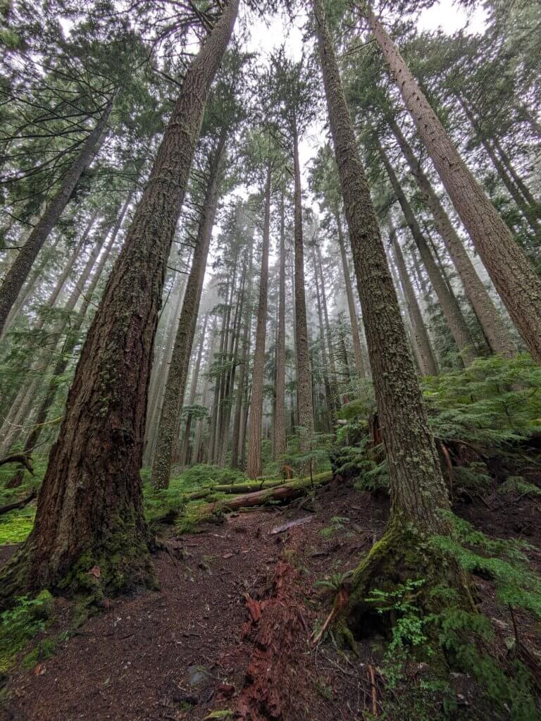 Extra Tall Pine and Fir Trees in Mount Rainier National Park