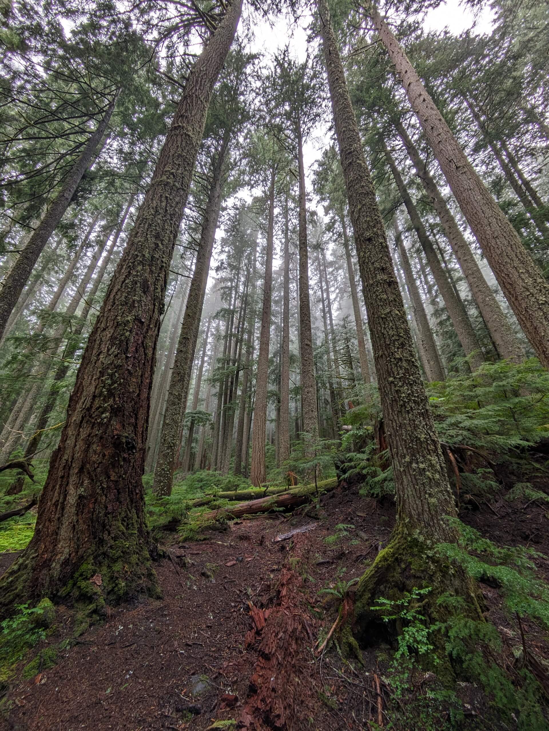 Extra Tall Pine and Fir Trees in Mount Rainier National Park 1