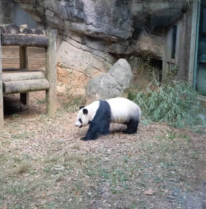 Last Look at The Zoo Atlanta Panda Bears