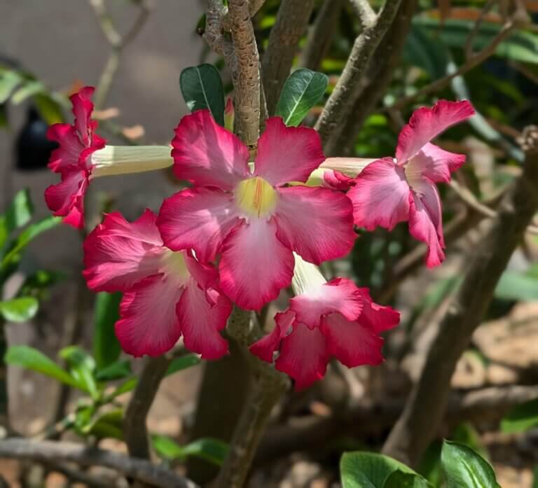 Lovely Madagascaran Flower at the Atlanta Botanical Gardens
