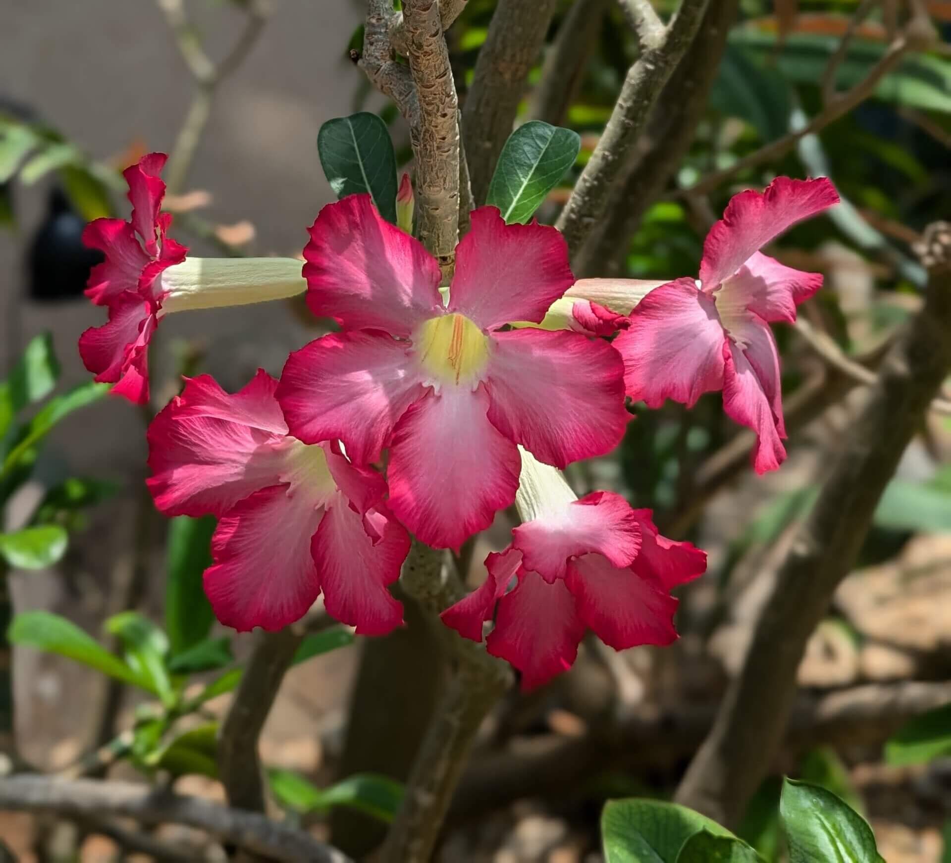 Lovely Madagascaran Flower at the Atlanta Botanical Gardens 1