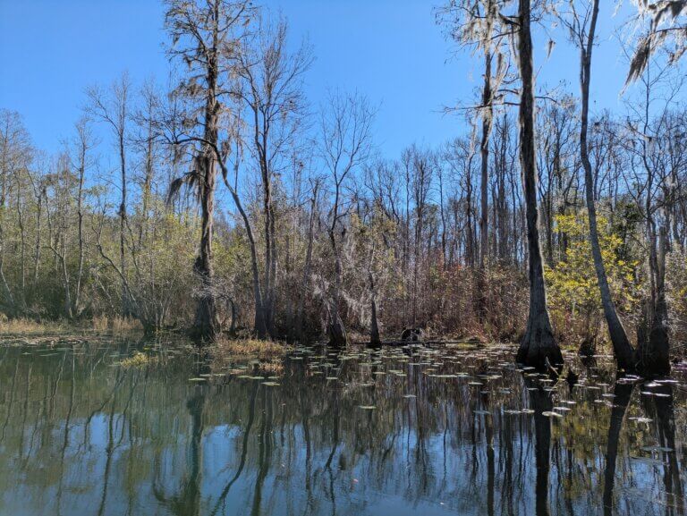 A Swamp Cove in the Okefenokee Swamp.