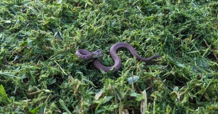 DeKay’s brown snake