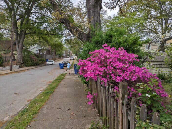 Pink Azaleas