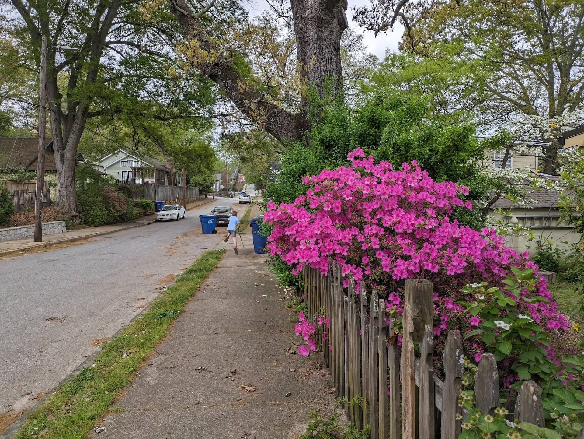 Pink Azaleas 1