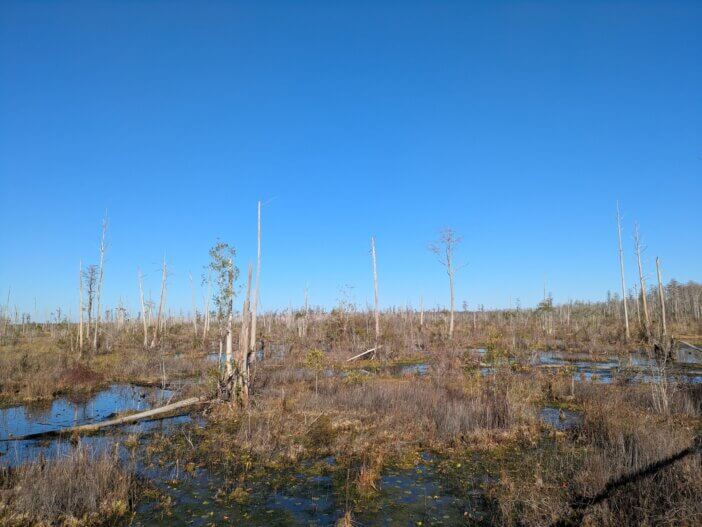 Prairie in the Okefenokee Swamp