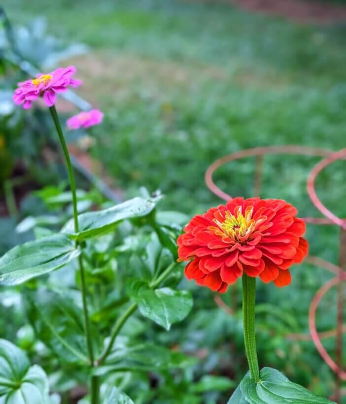 Zinnias!