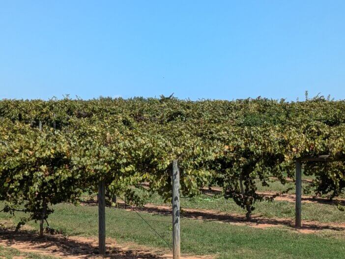 Muscadine Farm at Southern Belle Farms
